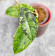 Hoya Calistophylla Black Splash  