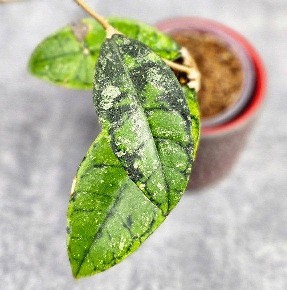 Hoya Calistophylla Black Splash  