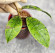 Hoya Calistophylla Black Splash  