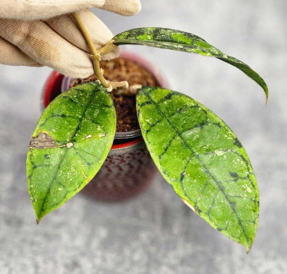 Hoya Calistophylla Black Splash Hoya Calistophylla Black Splash