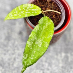 Hoya Caudata Aceh High Splash  