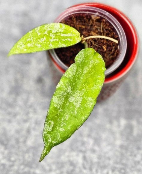 Hoya Caudata Aceh High Splash  