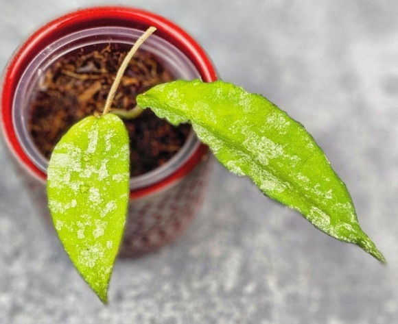 Hoya Caudata Aceh High Splash  