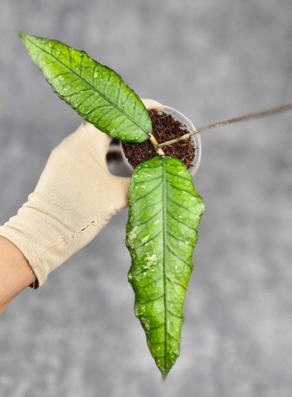 Hoya Sp Aceh Opop Hoya Sp Aceh Opop