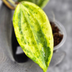 Hoya Macrophylla Mutation Peridot