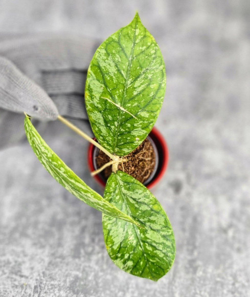 Hoya Sp. Tanggamus High Splash Hoya Sp. Tanggamus High Splash