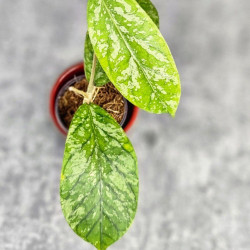 Hoya Sp. Tanggamus High Splash