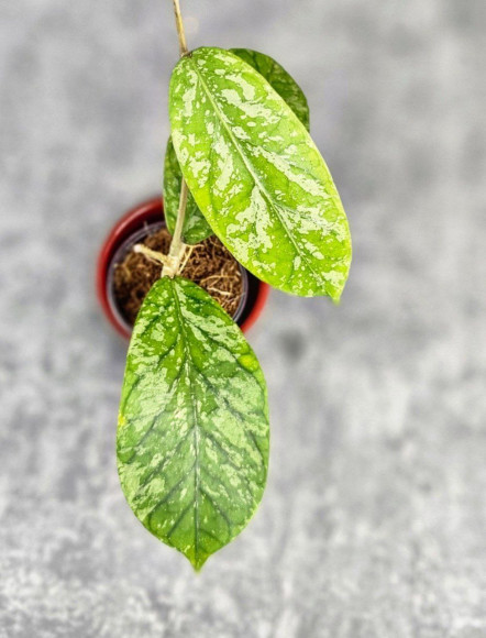 Hoya Sp. Tanggamus High Splash Hoya Sp. Tanggamus High Splash