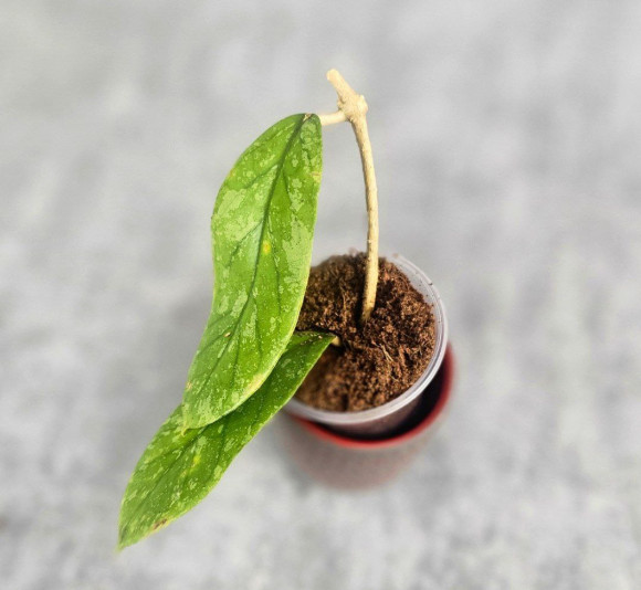 Hoya Meredithii High Splash Hoya Meredithii High Splash