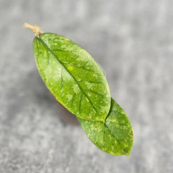 Hoya Meredithii High Splash 