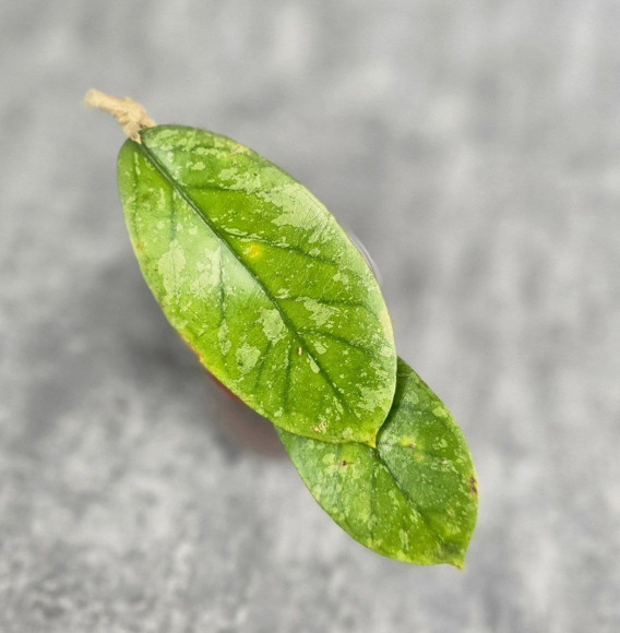 Hoya Meredithii High Splash Hoya Meredithii High Splash