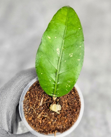 Hoya Sp Aceh PW 007 Hoya Sp Aceh PW 007