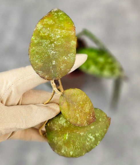 Hoya Caudata Aceh Red Big Leaf 