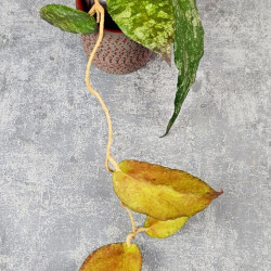 Hoya Caudata Aceh Red Big Leaf 