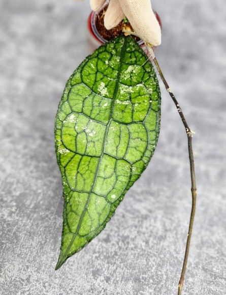 Hoya Clemensiorum Aceh #010                       