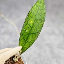 Hoya Clemensiorum Aceh ar #170