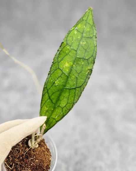 Hoya Clemensiorum Aceh ar #170