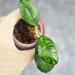 Hoya Clemensiorum Sarawak #002 