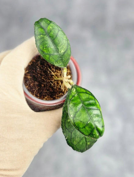 Hoya Clemensiorum Sarawak #002 