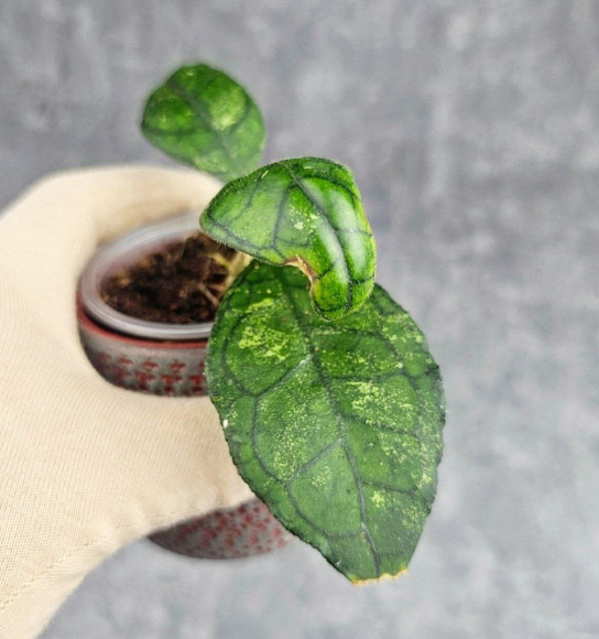 Hoya Clemensiorum Sarawak #002 Hoya Clemensiorum Sarawak #002