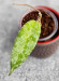 Hoya Caudata Aceh High Splash  