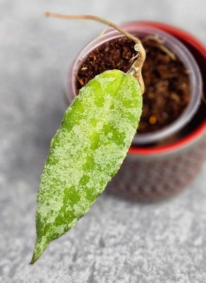 Hoya Caudata Aceh High Splash  