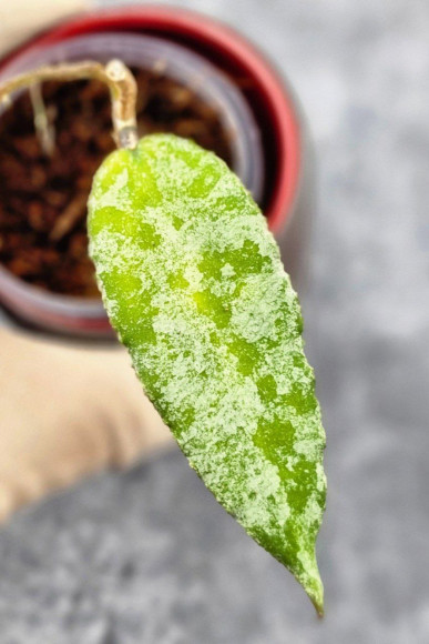 Hoya Caudata Aceh High Splash Hoya Caudata Aceh High Splash