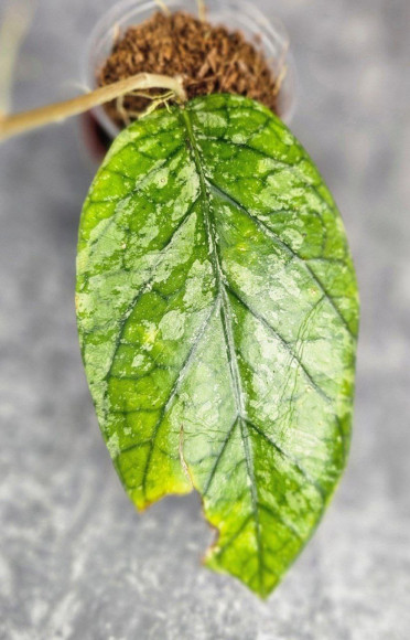 Hoya Sp. Tanggamus High Splash Hoya Sp. Tanggamus High Splash