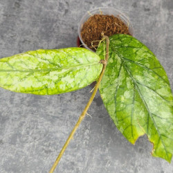 Hoya Sp. Tanggamus High Splash