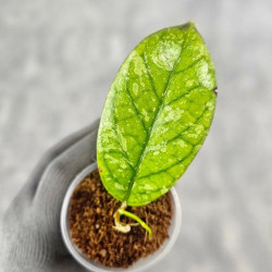 Hoya Meredithii High Splash 