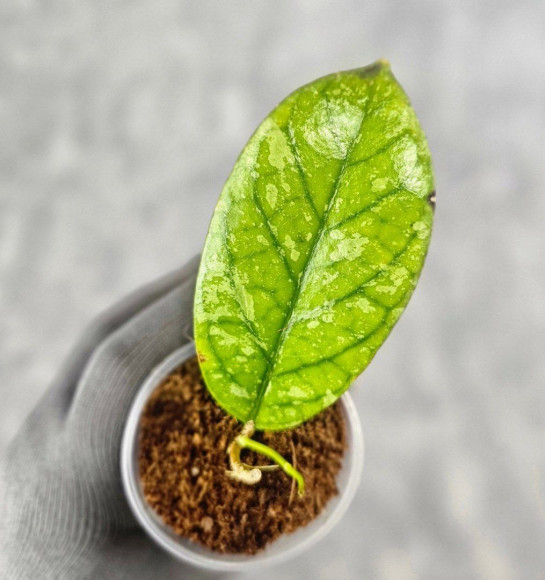 Hoya Meredithii High Splash Hoya Meredithii High Splash