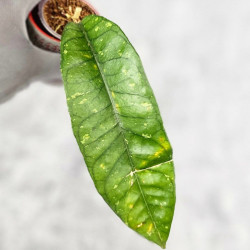 Hoya Sp. Aceh NAD 008