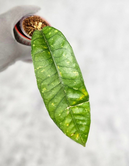 Hoya Sp. Aceh NAD 008