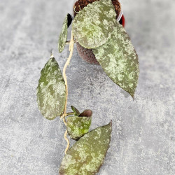 Hoya Caudata Aceh Red Big Leaf 