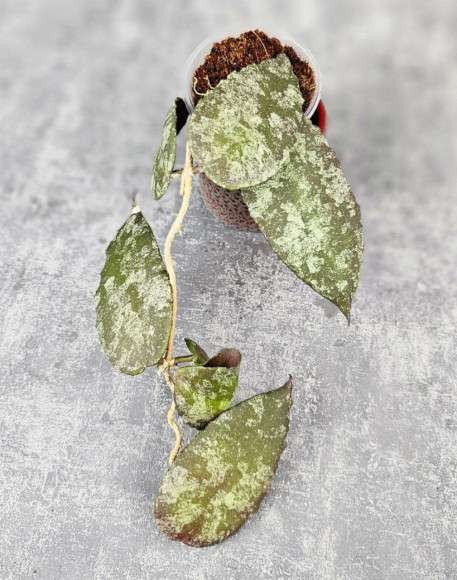 Hoya Caudata Aceh Red Big Leaf 