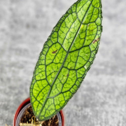 Hoya Clemensiorum Aceh #011                        