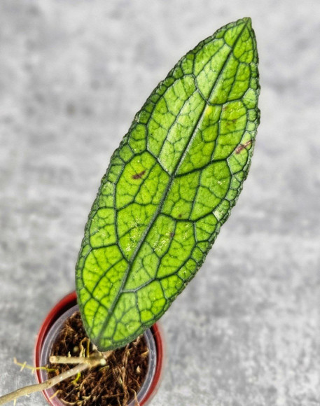 Hoya Clemensiorum Aceh #011                        