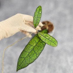 Hoya Clemensiorum Aceh ar #004