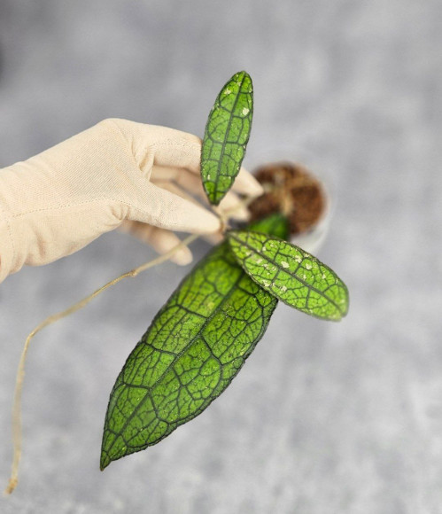 Hoya Clemensiorum Aceh ar #004 Hoya Clemensiorum Aceh ar #004