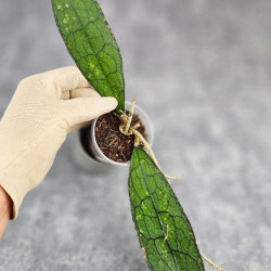 Hoya Clemensiorum Aceh ar #171