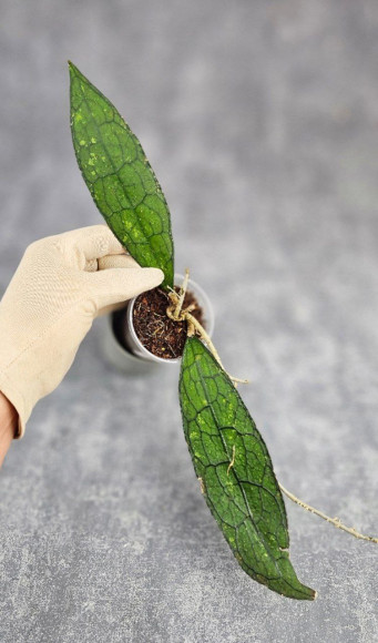 Hoya Clemensiorum Aceh ar #171