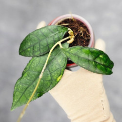 Hoya Clemensiorum Sarawak #002  