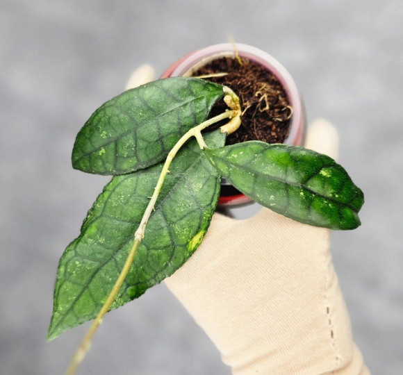 Hoya Clemensiorum Sarawak #002  