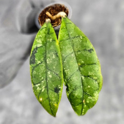 Hoya Calistophylla Black Splash 