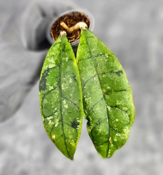 Hoya Calistophylla Black Splash Hoya Calistophylla Black Splash