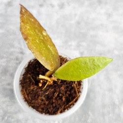 Hoya Caudata Aceh Red Leaf  