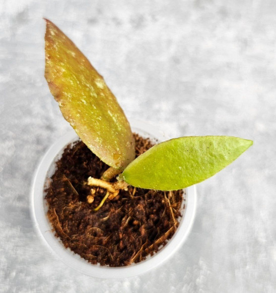 Hoya Caudata Aceh Red Leaf Hoya Caudata Aceh Red Leaf