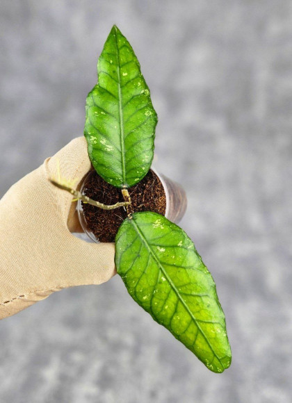 Hoya Sp Aceh Opop Hoya Sp Aceh Opop