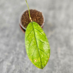 Hoya Meredithii High Splash 