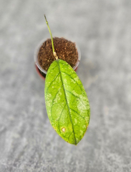 Hoya Meredithii High Splash Hoya Meredithii High Splash